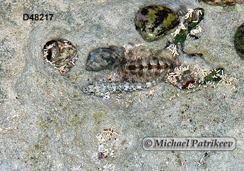 Frillfin Goby (Bathygobius soporator)